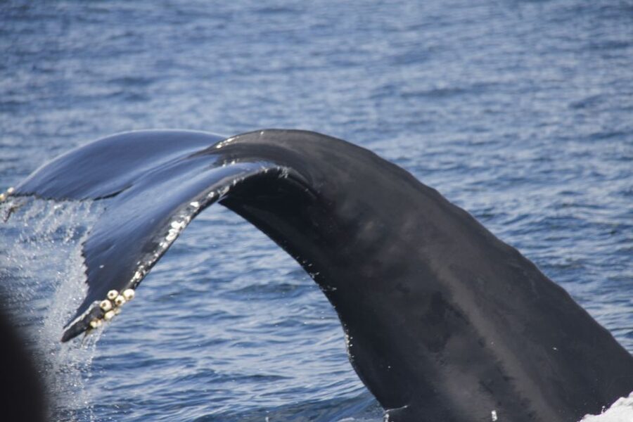 Terceira: Whale and Dolphin Watching in a Zodiac Boat - How the Monte Brasil spotter changes the search