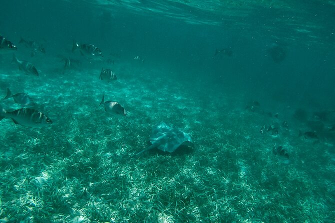 The Best Speedboat Tour In Cancun through Nichupte Lagoon, Snorkel included. - Who will enjoy this Cancun boat tour