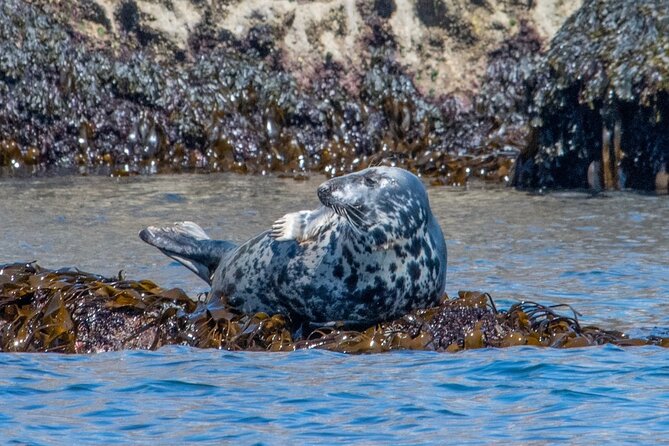 Torquay Coastal RIB Seafari - Thatcher Rock and the search for seals