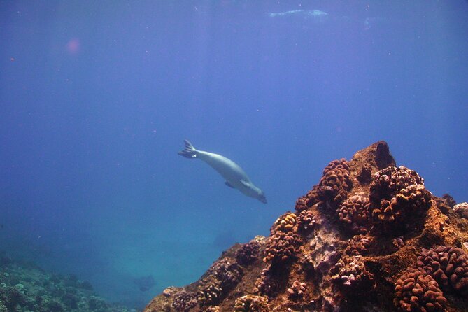 Ultimate Na Pali Coast Zodiac Boat Snorkeling and Sea Cave Tour - What the $257.28 price really covers