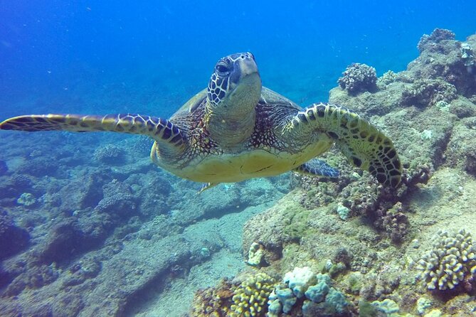 Ultimate Na Pali Coast Zodiac Boat Snorkeling and Sea Cave Tour - Who should book this adventure