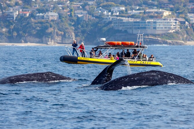 Up-Close Dolphin & Whale Watching Zodiac Adventure in Dana Point - Key points at a glance