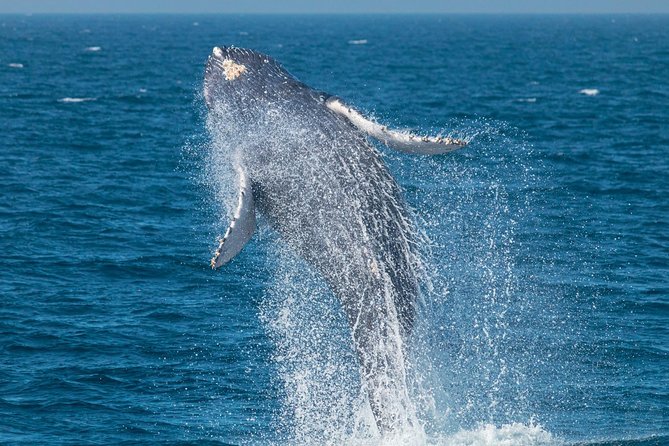 Up-Close Dolphin & Whale Watching Zodiac Adventure in Dana Point - A fast ride from Dana Point Harbor