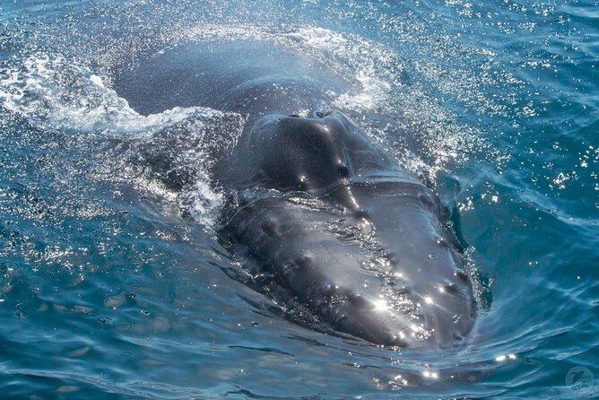 Up-Close Dolphin & Whale Watching Zodiac Adventure in Dana Point - What you might see by season