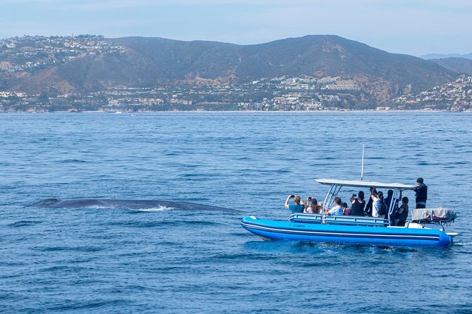 Up-Close Dolphin & Whale Watching Zodiac Adventure in Dana Point - The wildlife guarantee and its real value