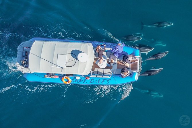 Up-Close Dolphin & Whale Watching Zodiac Adventure in Dana Point - The biggest strength: crew and commentary