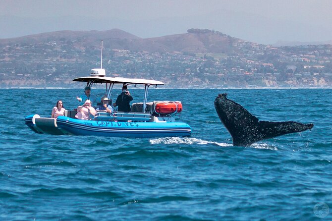 Up-Close Dolphin & Whale Watching Zodiac Adventure in Dana Point - Price, group size, and practical comfort