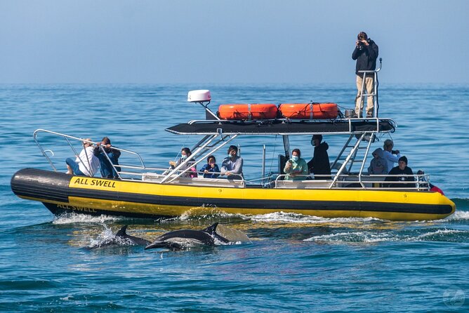 Up-Close Dolphin & Whale Watching Zodiac Adventure in Dana Point - When the Zodiac may become a catamaran