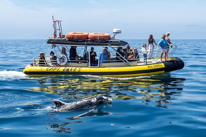 Up-Close Dolphin & Whale Watching Zodiac Adventure in Dana Point - Dana Point Harbor and the first minutes aboard