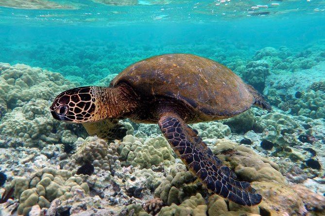 V.I.P Snorkeling & Fishing Tour ( Speed Boat ) Minimum 02 people - Bamboo Island lunch: the strongest reason to linger