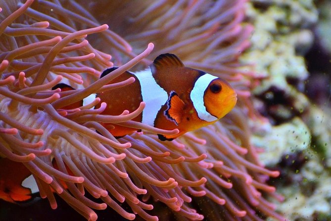 V.I.P Snorkeling & Fishing Tour ( Speed Boat ) Minimum 02 people - Hon Mieu and the fishing stop