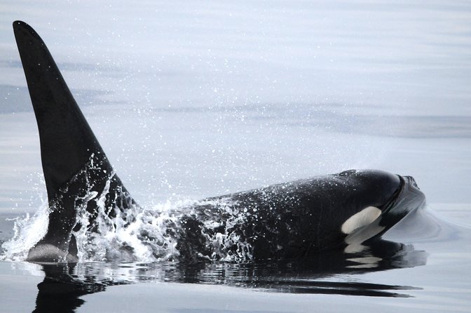 Vancouver Island Zodiac Whale Watching Adventure - Telegraph Cove - Guides, commentary, and the human side