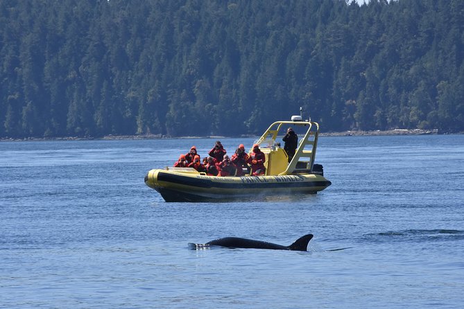 Vancouver Island Zodiac Whale Watching Adventure - Telegraph Cove - Is the $169.54 price good value?