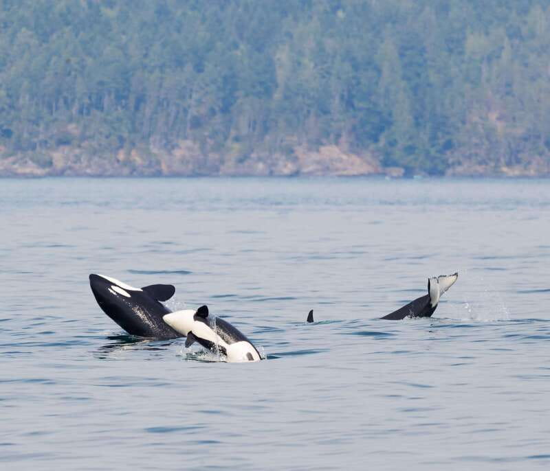 Victoria: 3-Hour Zodiac Whale-Watching Tour - Key points at a glance