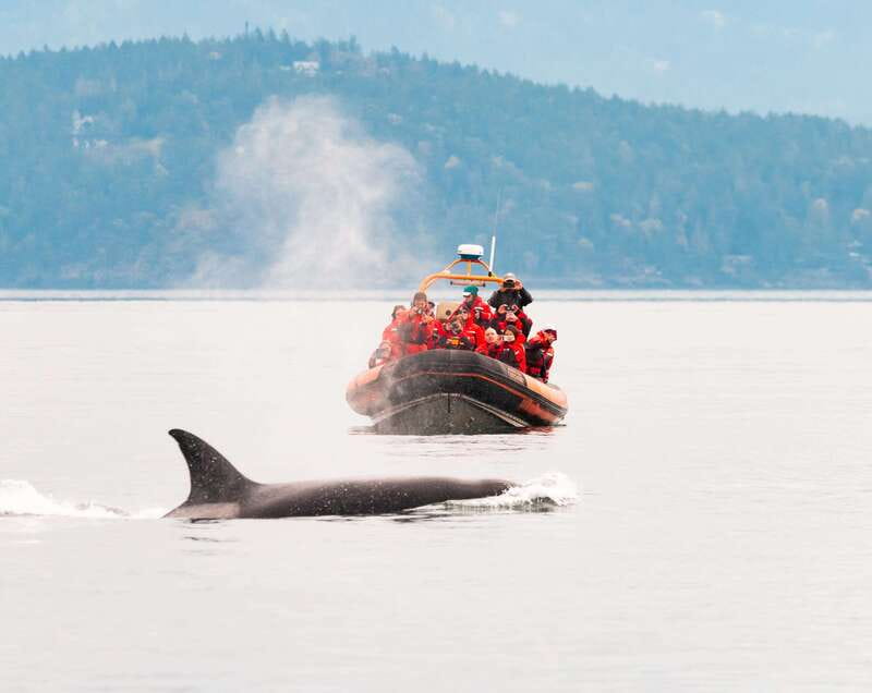 Victoria: 3-Hour Zodiac Whale-Watching Tour - Why the Zodiac makes this tour different