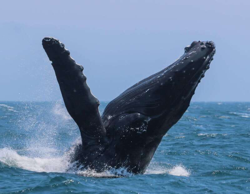 Victoria: 3-Hour Zodiac Whale-Watching Tour - Three hours on the Salish Sea