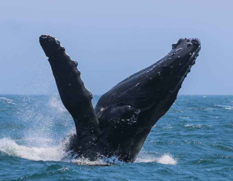 Victoria: 3-Hour Zodiac Whale-Watching Tour - The whales you may see