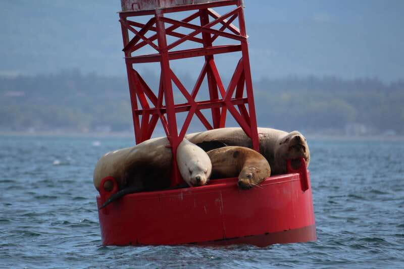 Victoria: 3-Hour Zodiac Whale-Watching Tour - Weather, clothing, and comfort