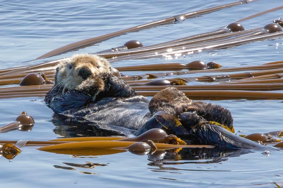 Victoria: 3-Hour Zodiac Whale-Watching Tour - What the $140 price buys you