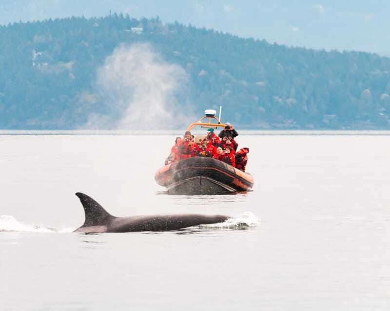 Victoria: 3-Hour Zodiac Whale-Watching Tour - Guides, boat handling, and the human side