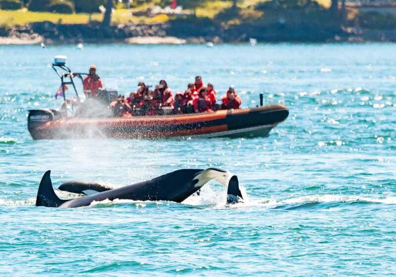 Victoria: 3-Hour Zodiac Whale-Watching Tour - Leaving from Victoria’s Wharf Street harbor
