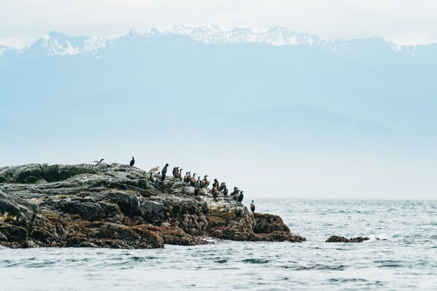 Victoria: Whale Watching Adventure in a Zodiac Boat - Booking, Timing, and Cancellation