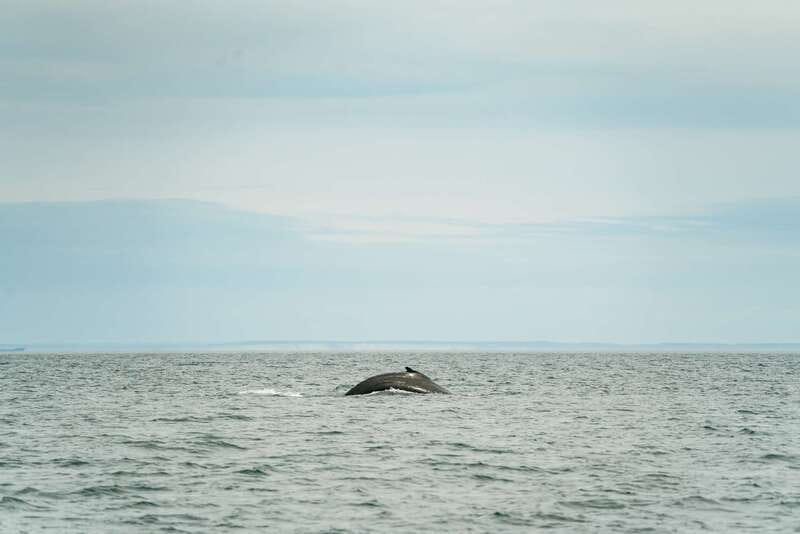 Victoria: Whale Watching Adventure in a Zodiac Boat - The Zodiac Ride Is Part of the Attraction