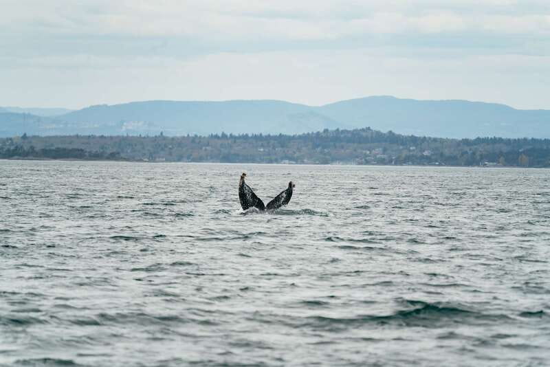 Victoria: Whale Watching Adventure in a Zodiac Boat - What the Skipper Adds