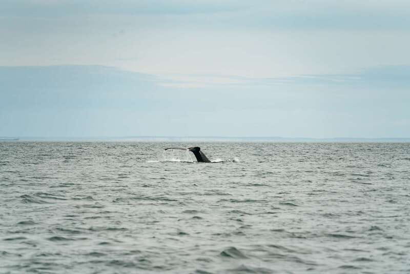 Victoria: Whale Watching Adventure in a Zodiac Boat - Who Will Enjoy This Most?