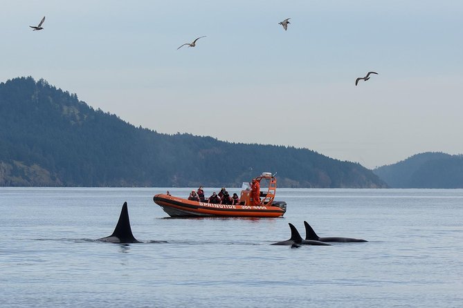 Victoria Whale Watching Tour by Zodiac - Key points at a glance