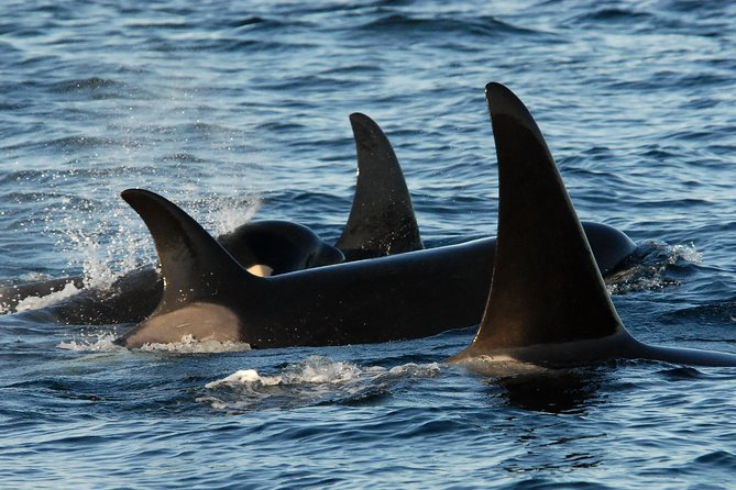 Victoria Whale Watching Tour by Zodiac - Why the Zodiac changes the Victoria whale-watching experience