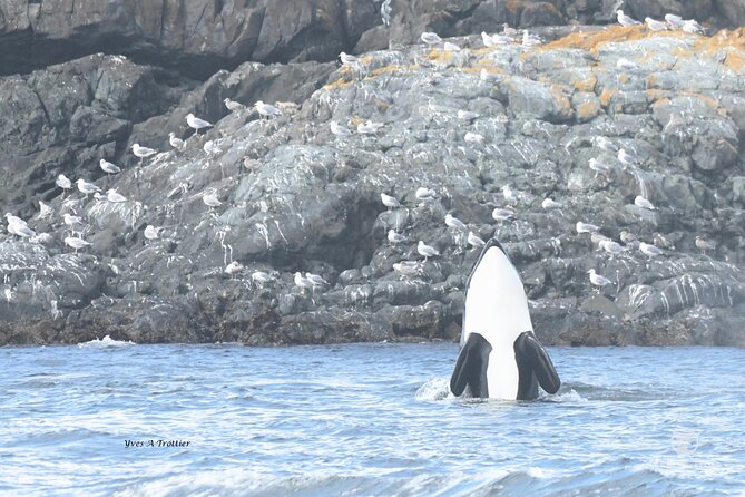 Victoria Whale Watching Tour by Zodiac - What you might see during the three hours