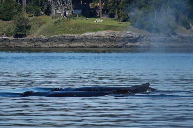 Victoria Whale Watching Tour by Zodiac - Wildlife watching, not a whale guarantee