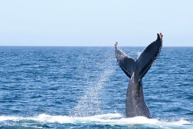 Victoria Whale Watching Tour by Zodiac - The real value of the $111.91 price