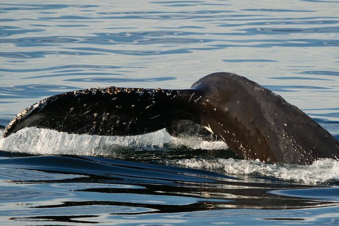 Victoria Whale Watching Tour by Zodiac - Who should book this boat trip