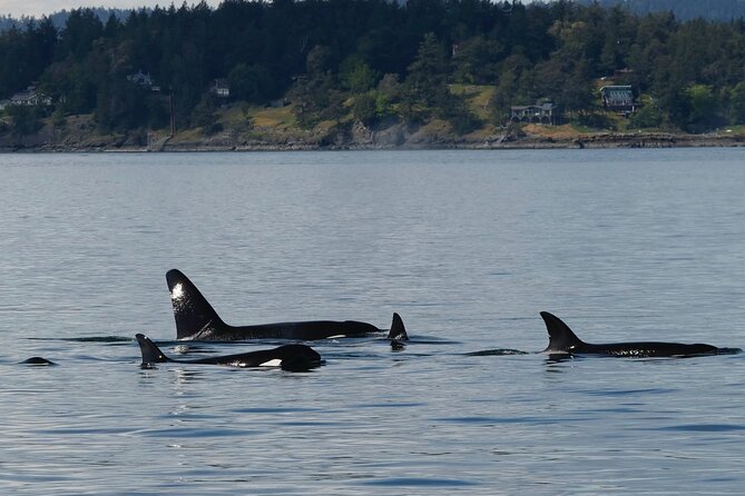 Victoria Whale Watching Tour by Zodiac - Practical details that can make the day better