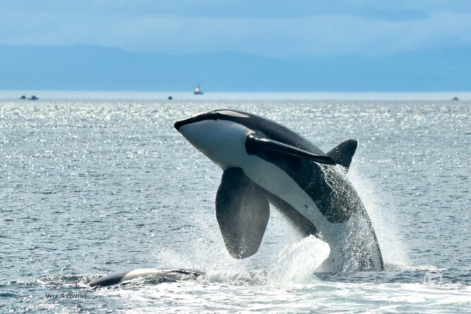 Victoria Whale Watching Tour by Zodiac - From the dock to the open Salish Sea
