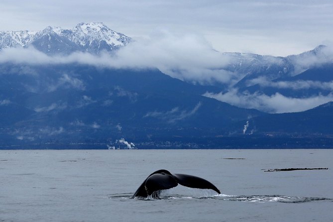 Victoria Zodiac Boat Whale Watching Adventure - Why the Zodiac changes the whale-watching experience
