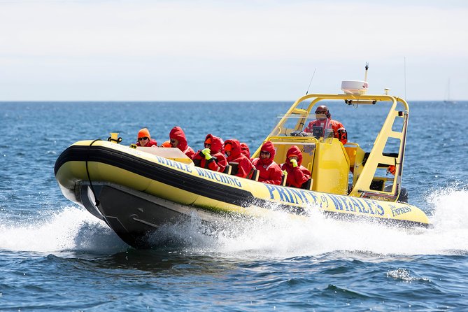 Victoria Zodiac Boat Whale Watching Adventure - The search for orcas, humpbacks, and minke whales