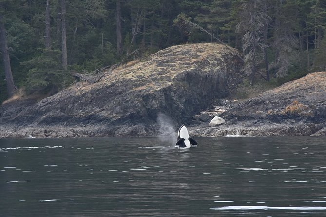 Victoria Zodiac Boat Whale Watching Adventure - More than whales: seals, sea lions, otters, and eagles