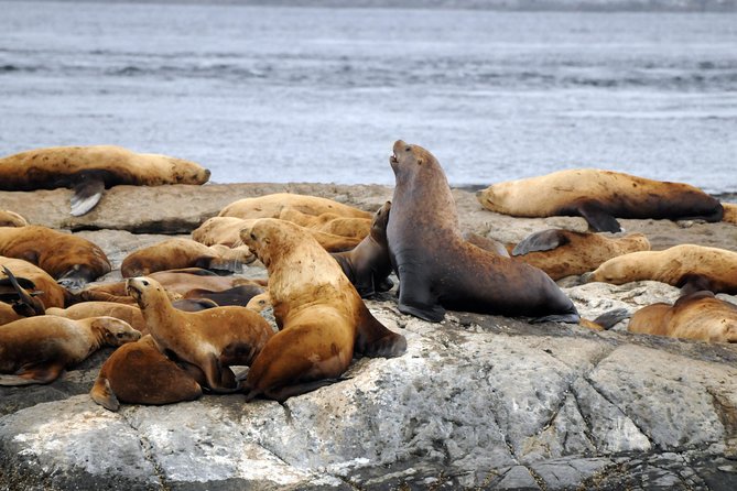 Victoria Zodiac Boat Whale Watching Adventure - Why the ride can be thrilling, and tiring