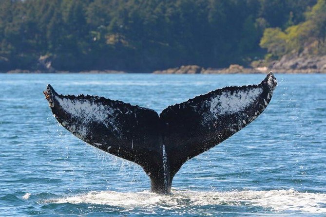 Victoria Zodiac Boat Whale Watching Adventure - Guides who shape the day