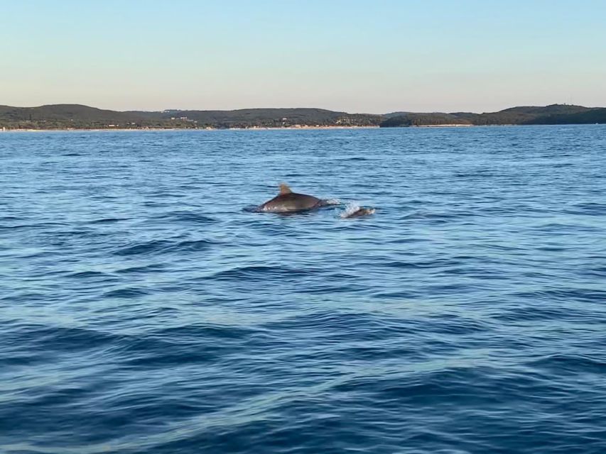 Vrsar: Dolphin-Watching Sunset Adventure with Speedboat - Should you book the Vrsar Dolphin Sunset Adventure?
