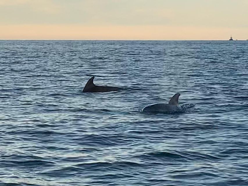 Vrsar: Dolphin-Watching Sunset Adventure with Speedboat - What the guides add to the experience