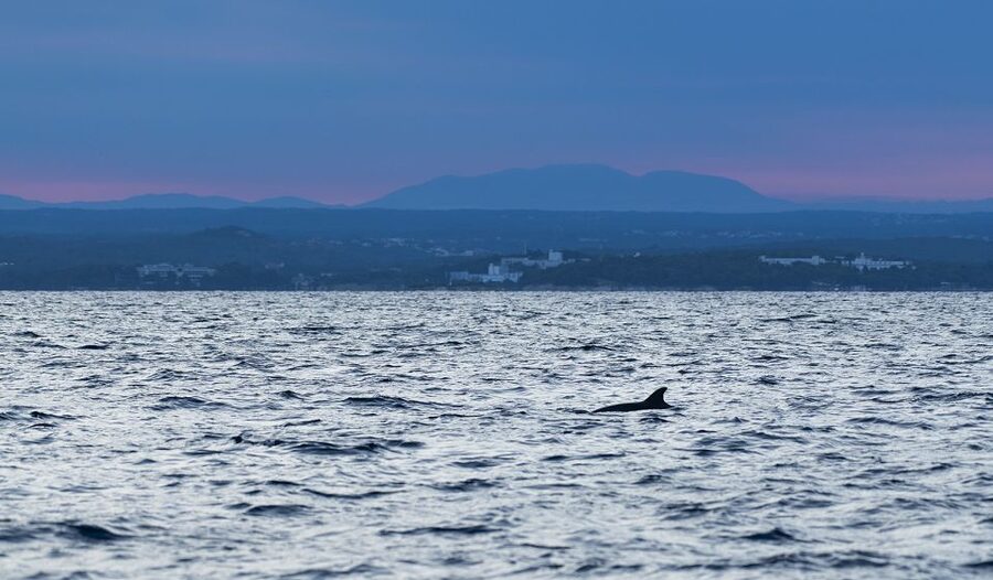 Vrsar: Dolphin-Watching Sunset Adventure with Speedboat - Weather, sea conditions, and the guarantee