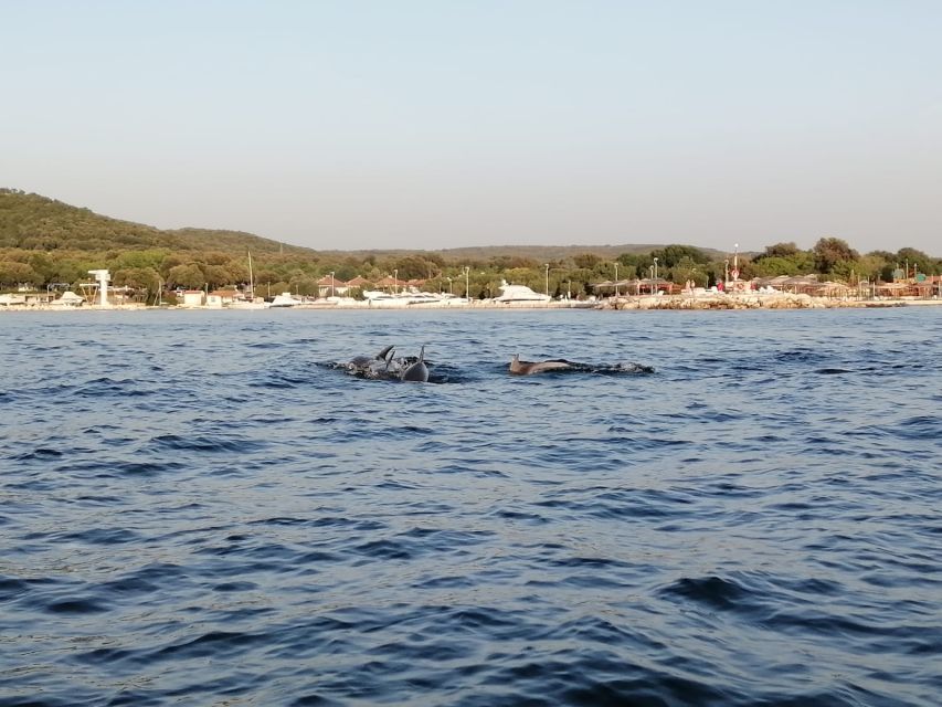 Vrsar: Dolphin-Watching Sunset Adventure with Speedboat - Families, pets, and the right type of passenger