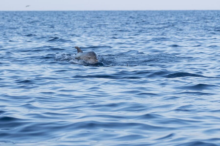 Vrsar: Dolphin-Watching Sunset Adventure with Speedboat - Watching dolphins without turning them into a spectacle