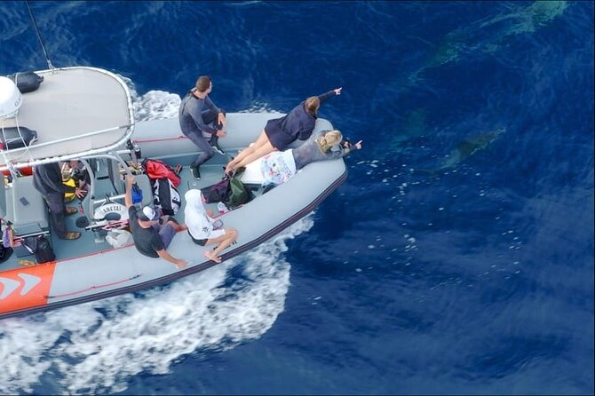 Whale and Dolphin Watching in San Diego Speedboat Tour - The guides, captain, and environmental focus