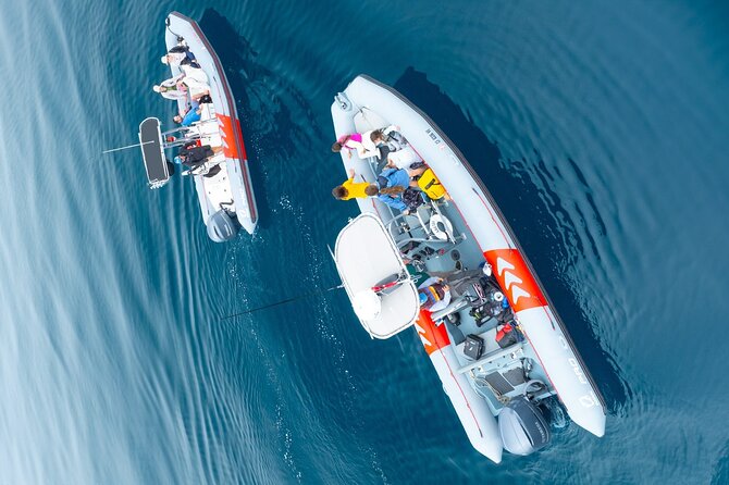 Whale and Dolphin Watching in San Diego Speedboat Tour - The real value of the $199 price