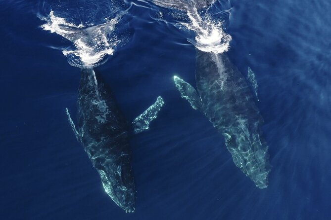 Whale and Dolphin Watching in San Diego Speedboat Tour - Practical details that can shape your day